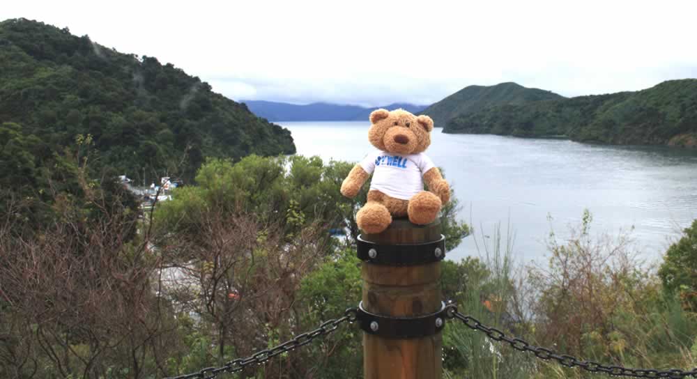 Ladywell Bear searching for Kiwi